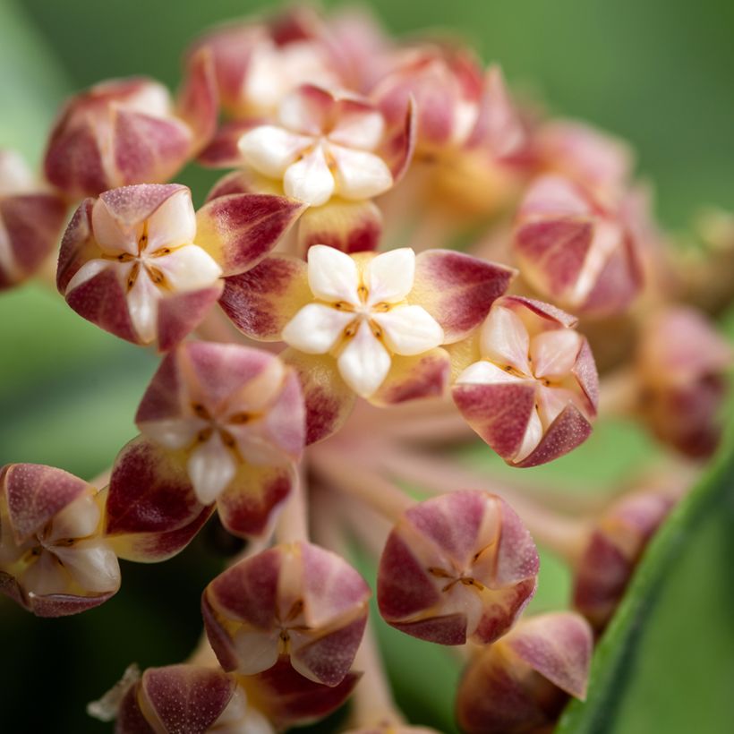 Hoya callistophylla - Flor-de-cera (Floração)