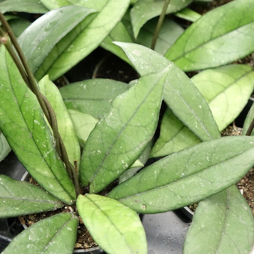Hoya crassipetiolata - Flor-de-cera (Folhagem)