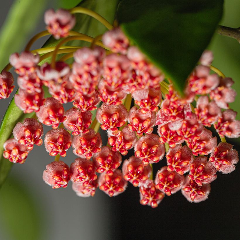 Hoya gracilis - Flor-de-cera (Floração)