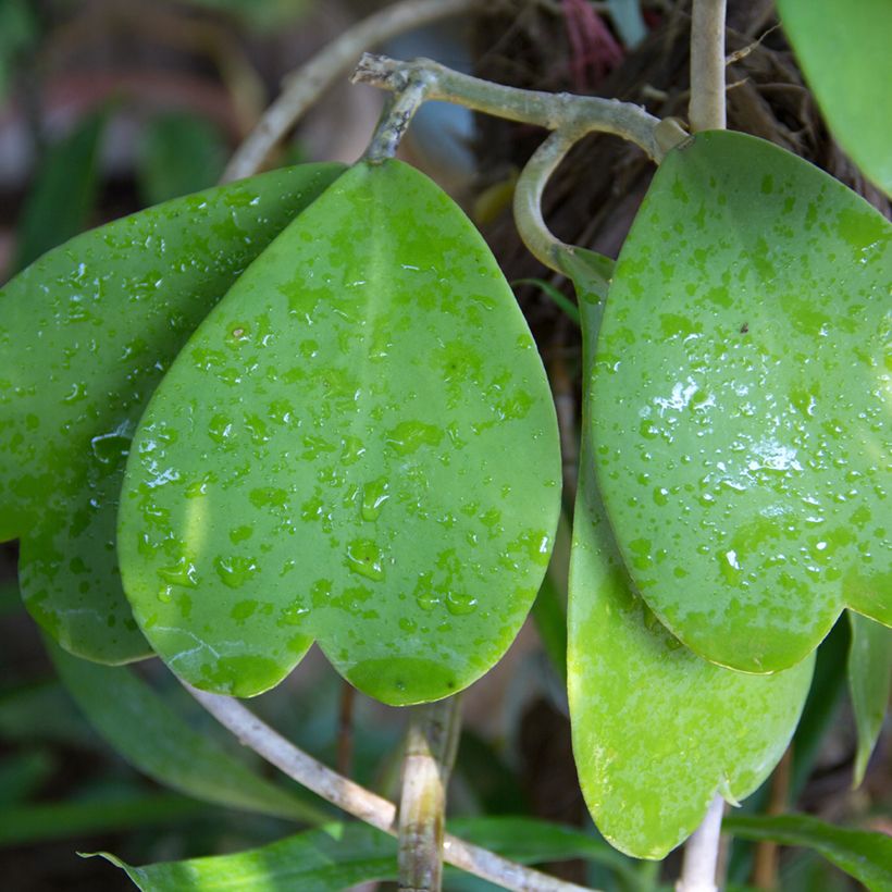 Hoya kerrii - Hoya-coração (Folhagem)