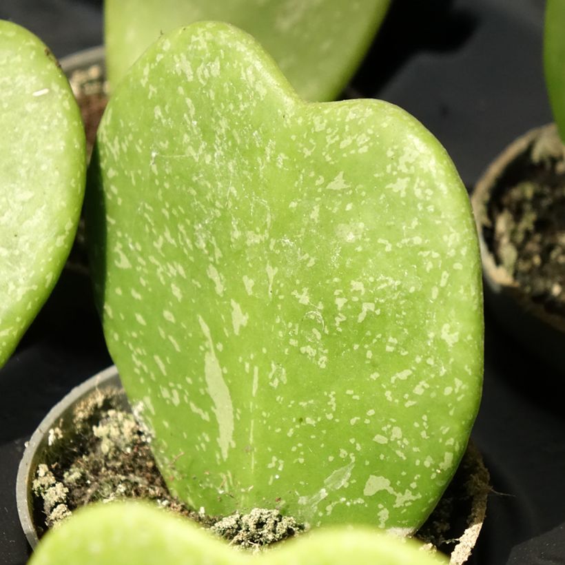 Hoya kerrii Splash - Hoya-coração (Folhagem)