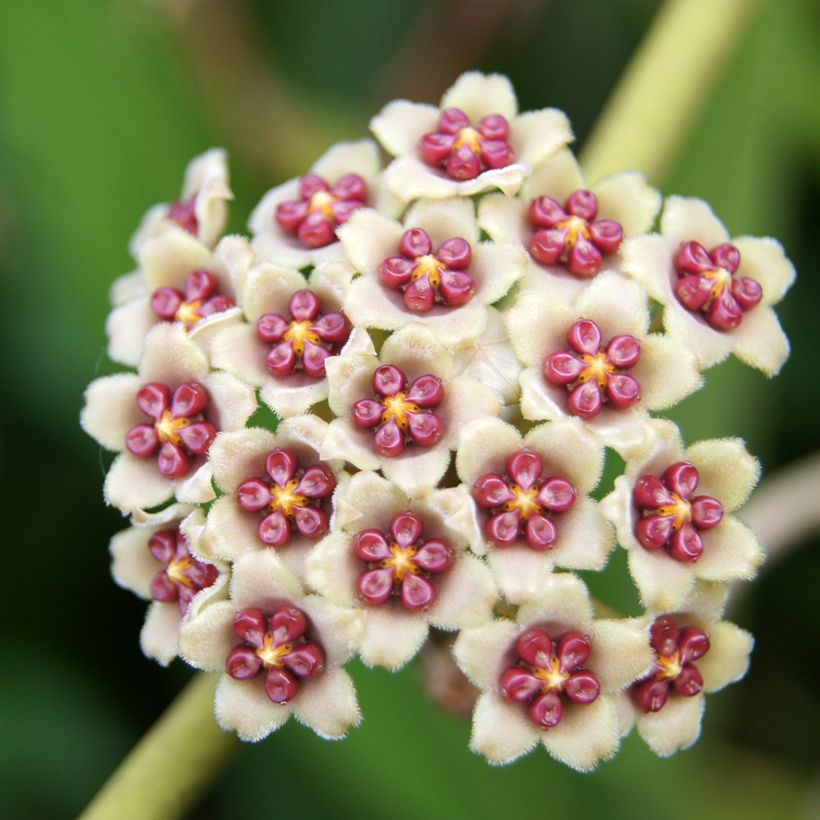 Hoya kerrii Variegata - Hoya-coração (Floração)