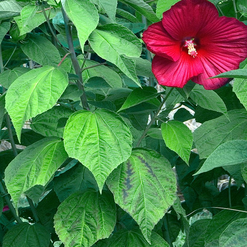 Hibisco-dos-pântanos Vermelho - Hibiscus moscheutos (Folhagem)