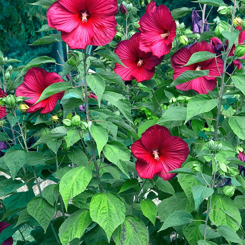Hibisco-dos-pântanos Vermelho - Hibiscus moscheutos (Hábito)