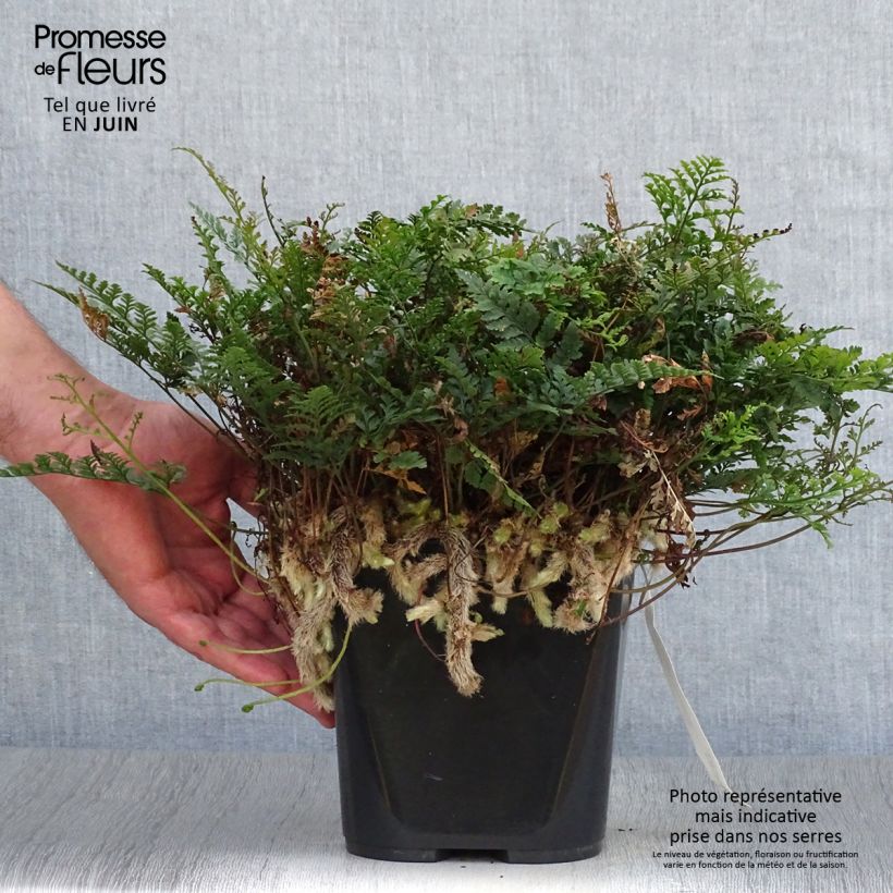 Amostra de Humata tyermannii Vaso de 12 cm/13 cm tal como entregue no verão