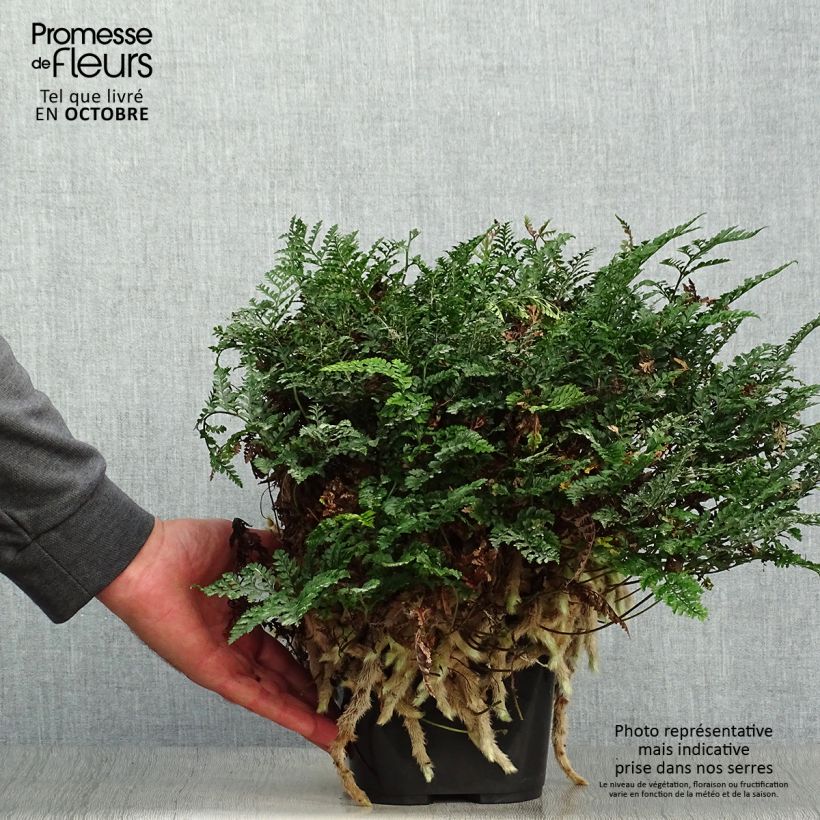 Amostra de Humata tyermannii Vaso de 12 cm/13 cm tal como entregue no outono