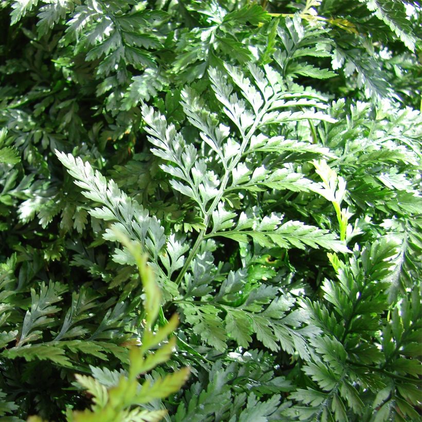 Humata tyermannii (Folhagem)