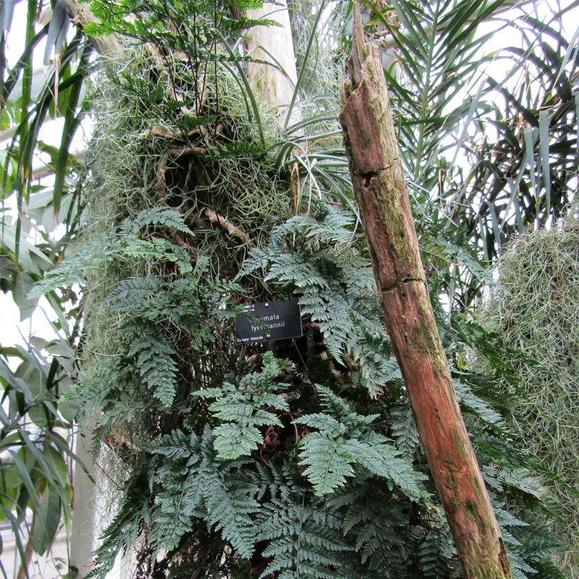 Humata tyermannii (Hábito)