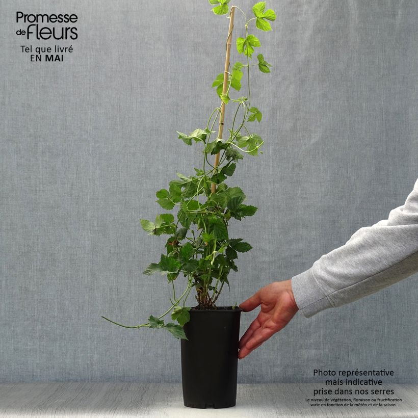 Amostra de Lúpulo Nordbrau Vaso de 1,5 L/2 L tal como entregue na primavera