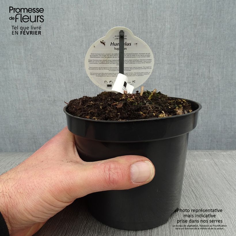 Amostra de Humulus lupulus Nordbrau - Houblon femelle  Pot de 1,5L/2L tal como entregue no inverno