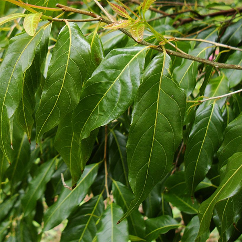 Huodendron biaristatum (Folhagem)
