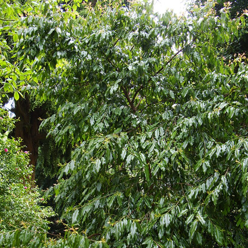 Huodendron biaristatum (Hábito)