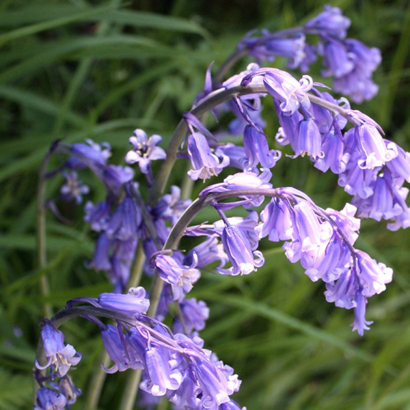 Jacinto-dos-bosques - Hyacinthoides hispanica (Floração)