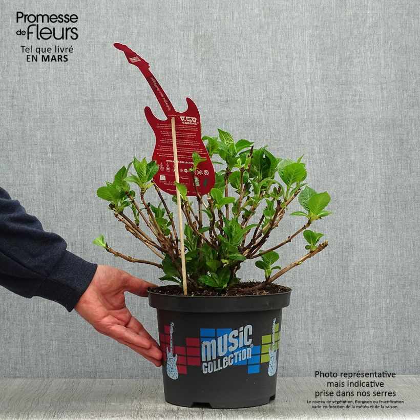 Amostra de Hortênsia macrophylla Red Reggae Vaso de 4 L/5 L tal como entregue na primavera
