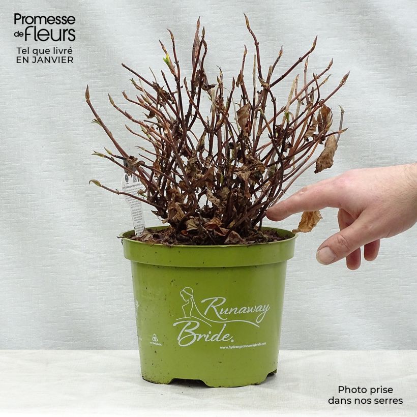 Amostra de Hortensia - Hydrangea Runaway Bride Vaso de 3 L/4 L tal como entregue no inverno