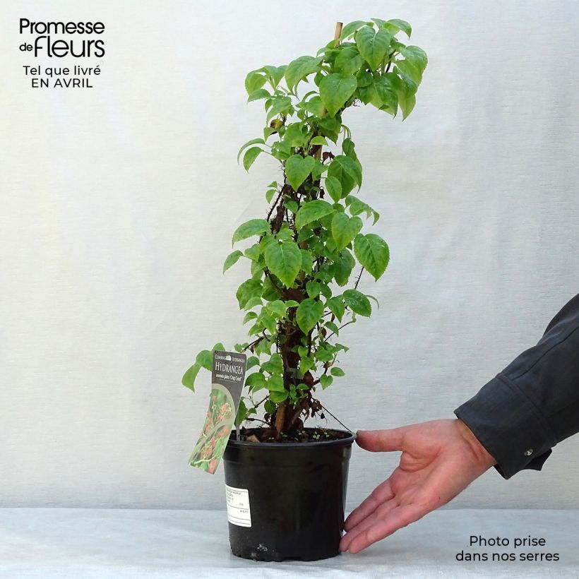 Amostra de Hortênsia trepadeira anomala sp glabra Crug Coral Vaso de 2 L/3 L tal como entregue na primavera