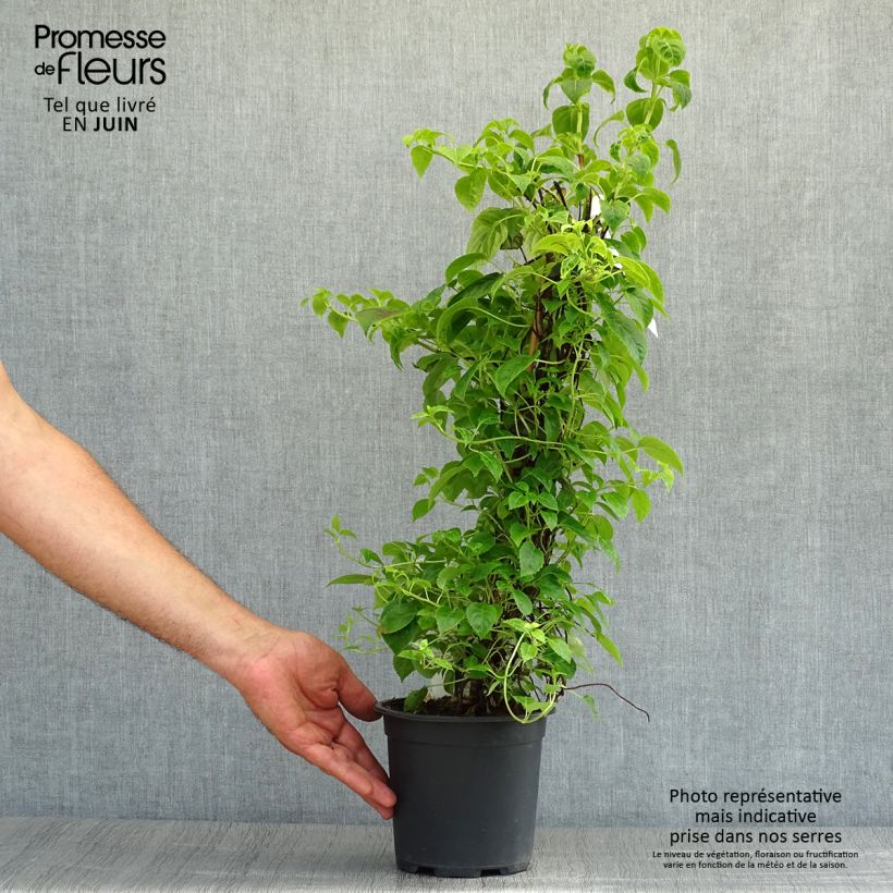Amostra de Hortênsia trepadeira anomala sp glabra Crug Coral Vaso de 2 L/3 L tal como entregue no verão
