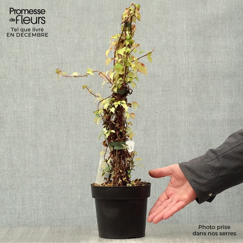 Amostra de Hortênsia trepadeira anomala sp glabra Crug Coral Vaso de 2 L/3 L tal como entregue no inverno