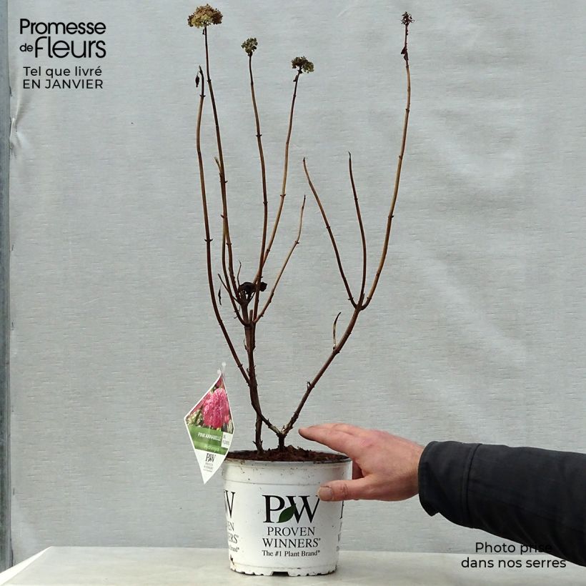 Amostra de Hortênsia arborescens Annabelle Vaso de 3 L/4 L tal como entregue no inverno