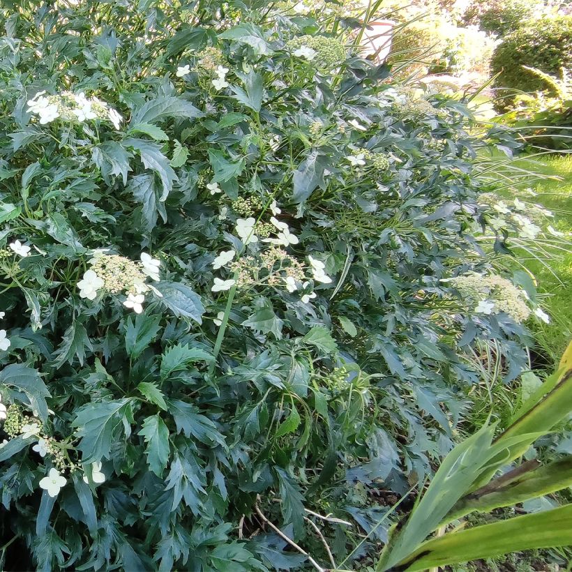 Hortênsia arborescens Emerald lace (Hábito)