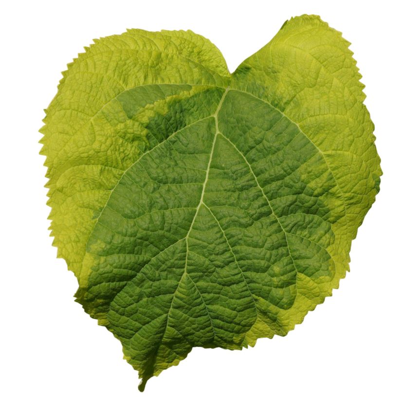 Hortênsia arborescens Golden Annabelle (Folhagem)