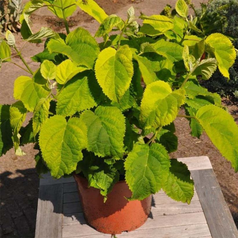 Hortênsia arborescens Golden Annabelle (Hábito)