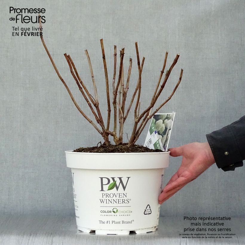 Amostra de Hortênsia arborescens Strong Annabelle ( Incrediball ) Vaso de 7,5 L/10 L tal como entregue no inverno