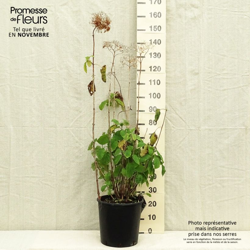 Amostra de Hortênsia arborescens Strong Annabelle ( Incrediball ) Vaso de 7,5 L/10 L tal como entregue no outono