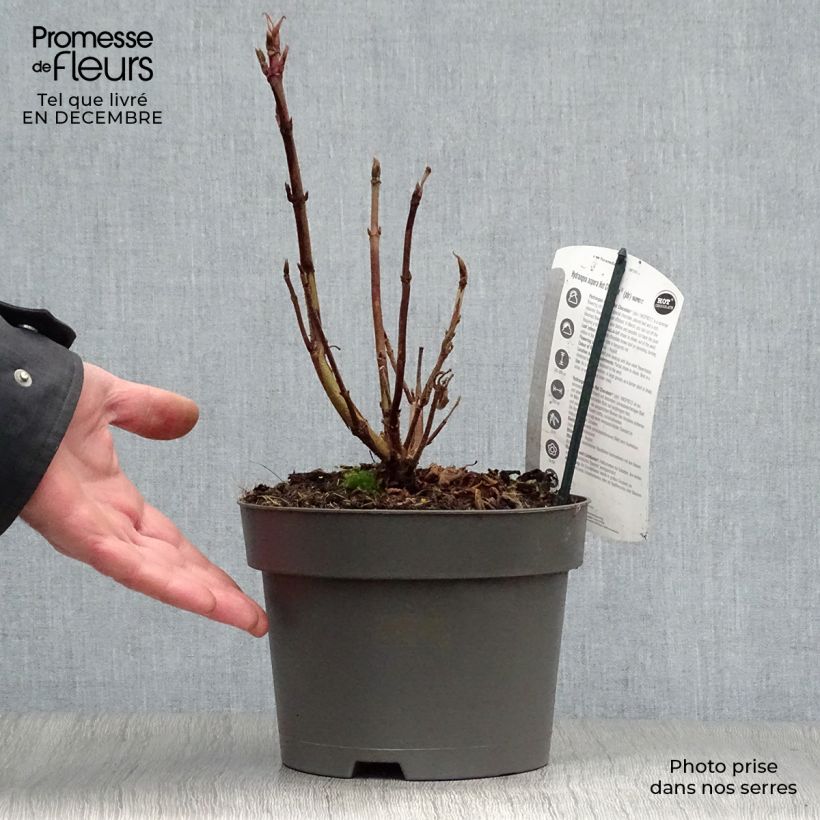 Amostra de Hydrangea aspera Hot Chocolate - Hortensia brun  Vaso de 3 L/4 L tal como entregue no inverno