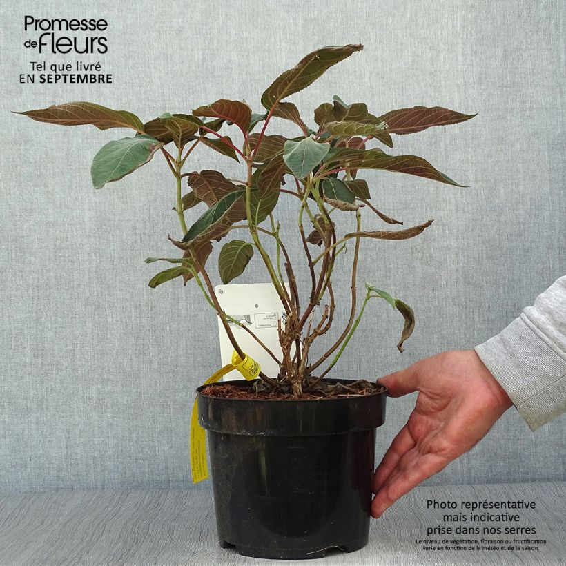 Amostra de Hortênsia aspera Hot Chocolate Vaso de 3 L/4 L tal como entregue no outono