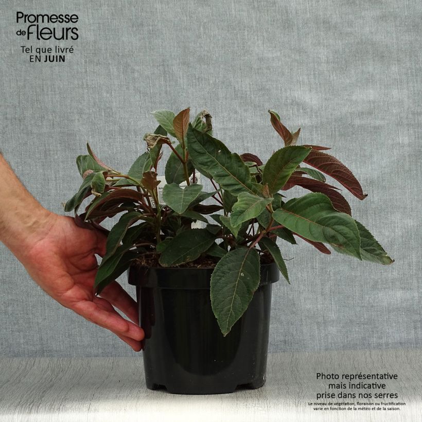 Amostra de Hortênsia aspera Hot Chocolate Vaso de 3 L/4 L tal como entregue no verão