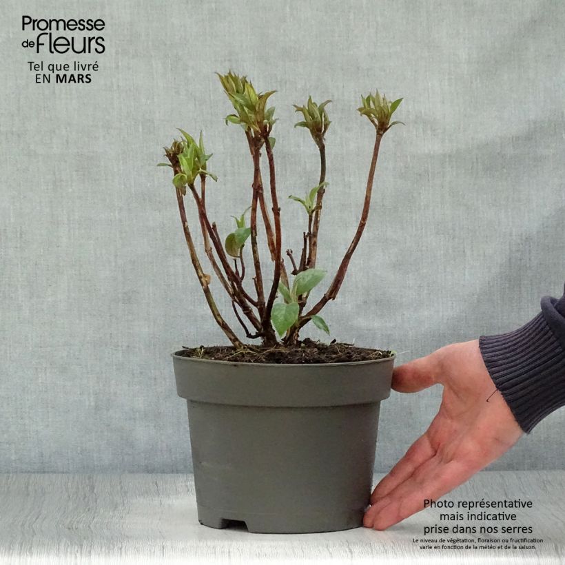 Amostra de Hortênsia aspera Hot Chocolate Vaso de 3 L/4 L tal como entregue na primavera