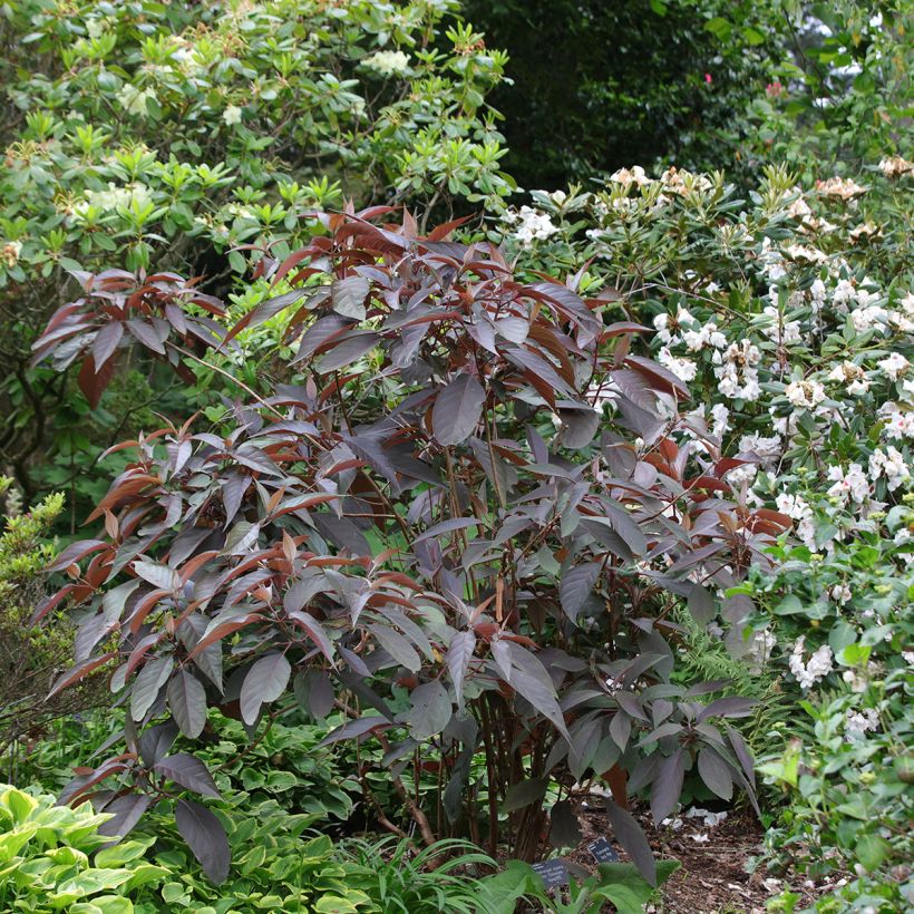 Hortênsia aspera Hot Chocolate (Hábito)