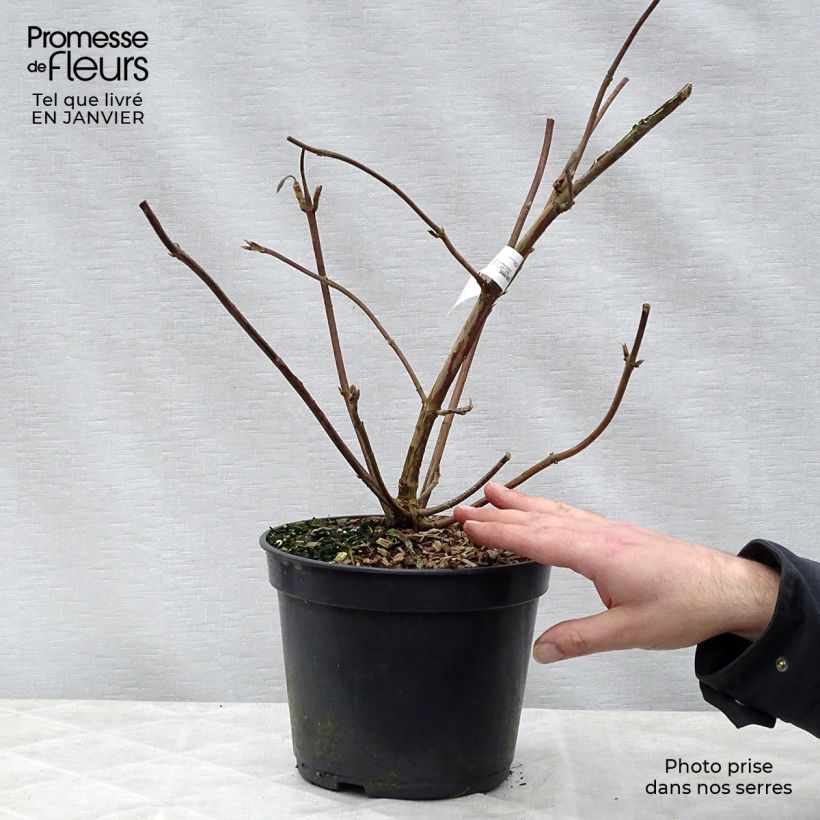 Amostra de Hortensia - Hydrangea aspera villosa Vaso de 3 L/4 L tal como entregue no inverno