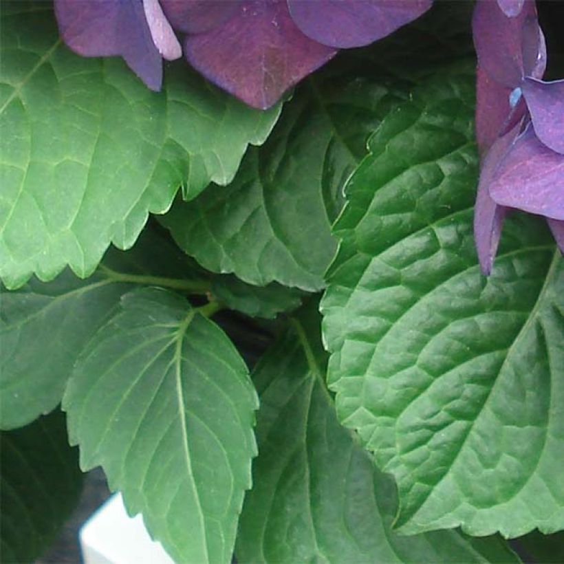 Hortênsia macrophylla Deep Purple Dance (Folhagem)