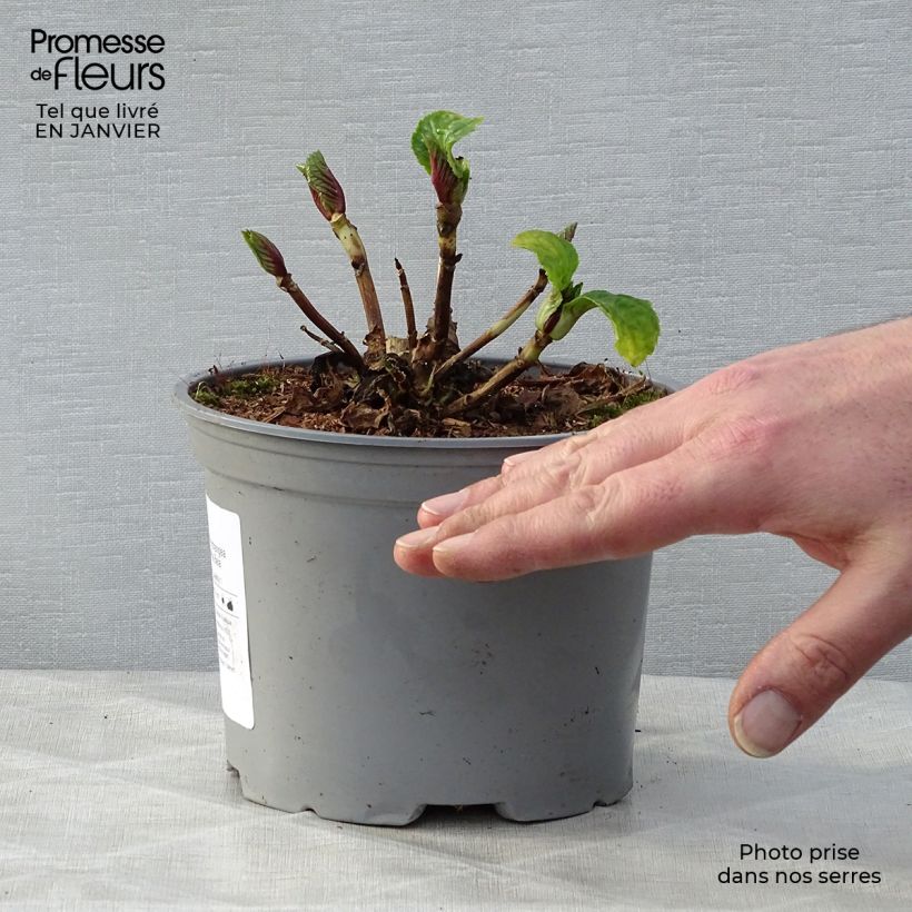 Amostra de Hortensia - Hydrangea macrophylla Bela Vaso de 2 L/3 L tal como entregue no inverno