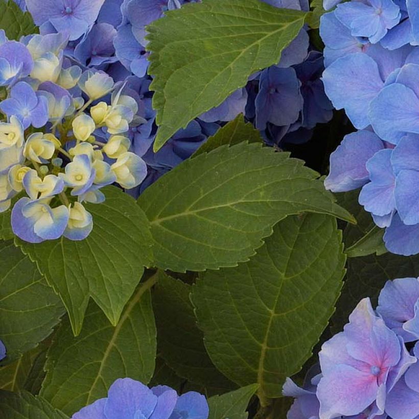 Hortênsia macrophylla Benelux Azul (Folhagem)