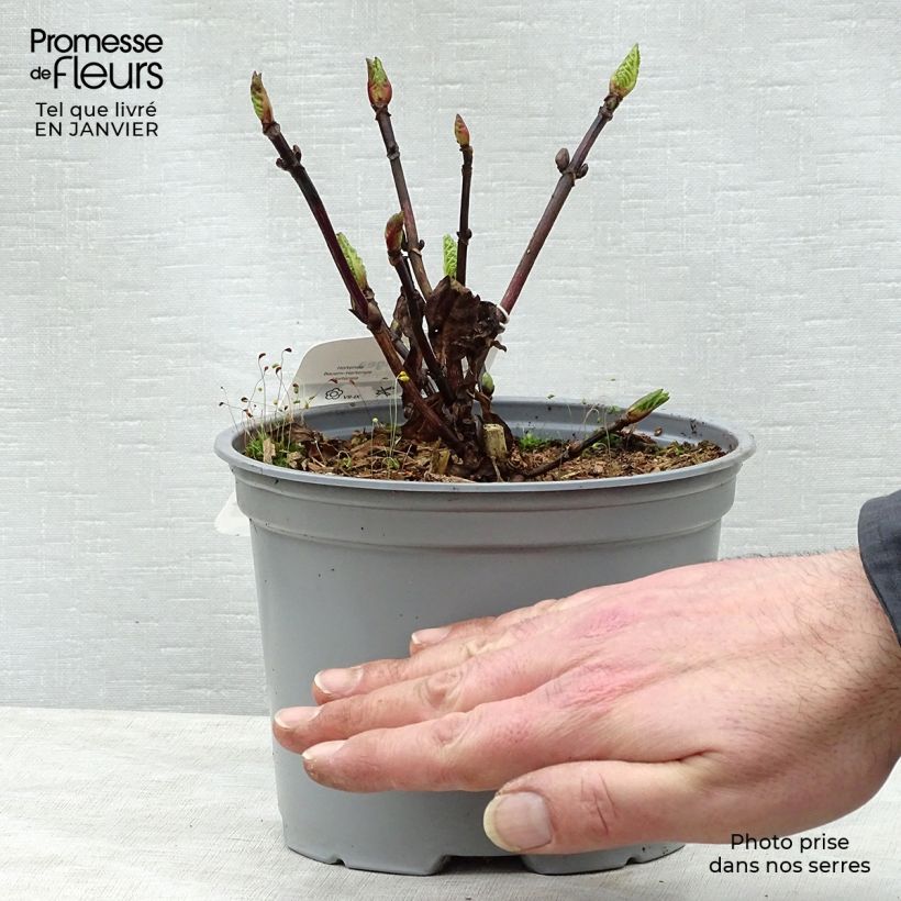 Amostra de Hortensia - Hydrangea macrophylla Black Steel Zebra Vaso de 2 L/3 L tal como entregue no inverno