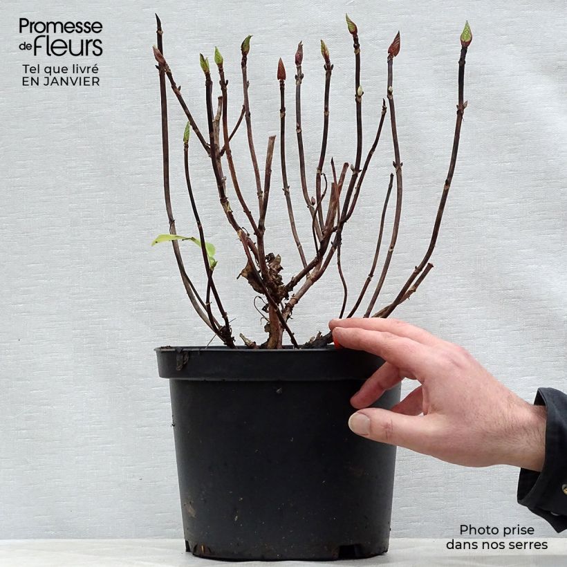 Amostra de Hortensia - Hydrangea macrophylla Black Steel Zebra Vaso de 4 L/5 L tal como entregue no inverno