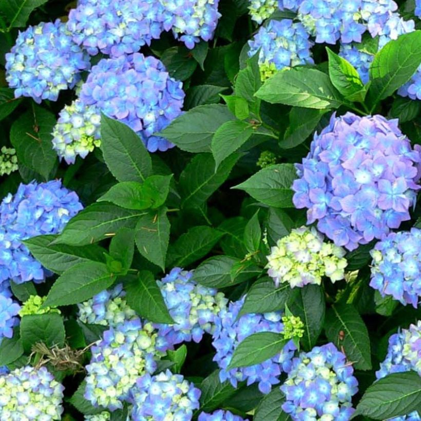 Hortênsia macrophylla Blauer Prinz (Folhagem)
