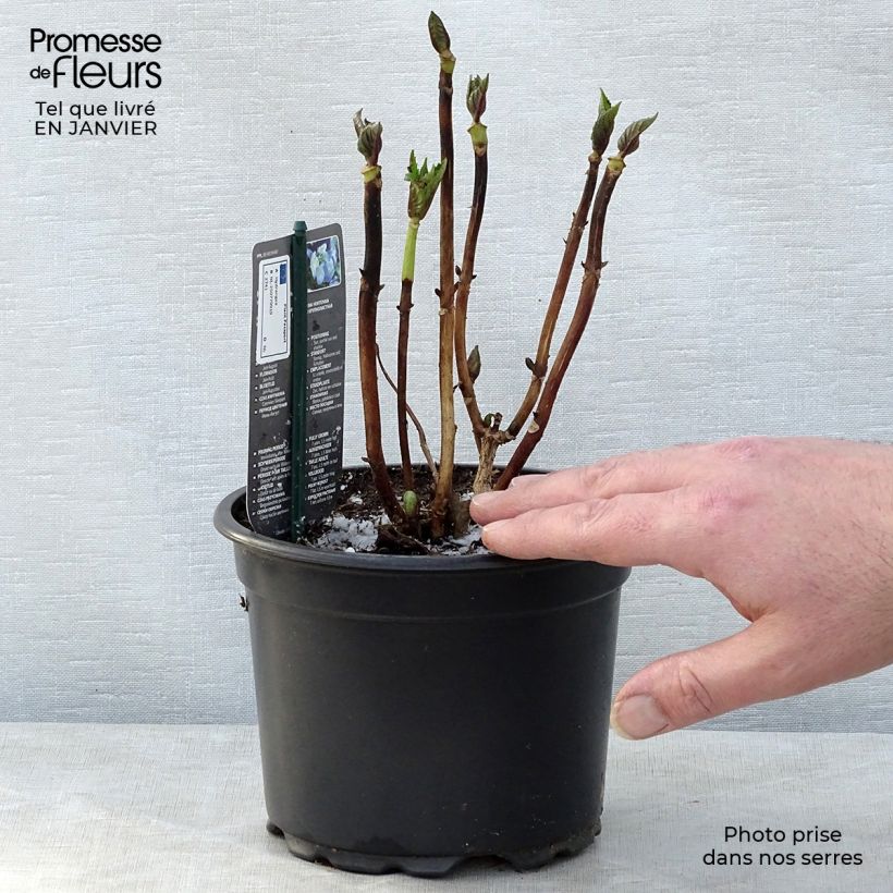 Amostra de Hortensia - Hydrangea macrophylla Blaumeise Vaso de 2 L/3 L tal como entregue no inverno