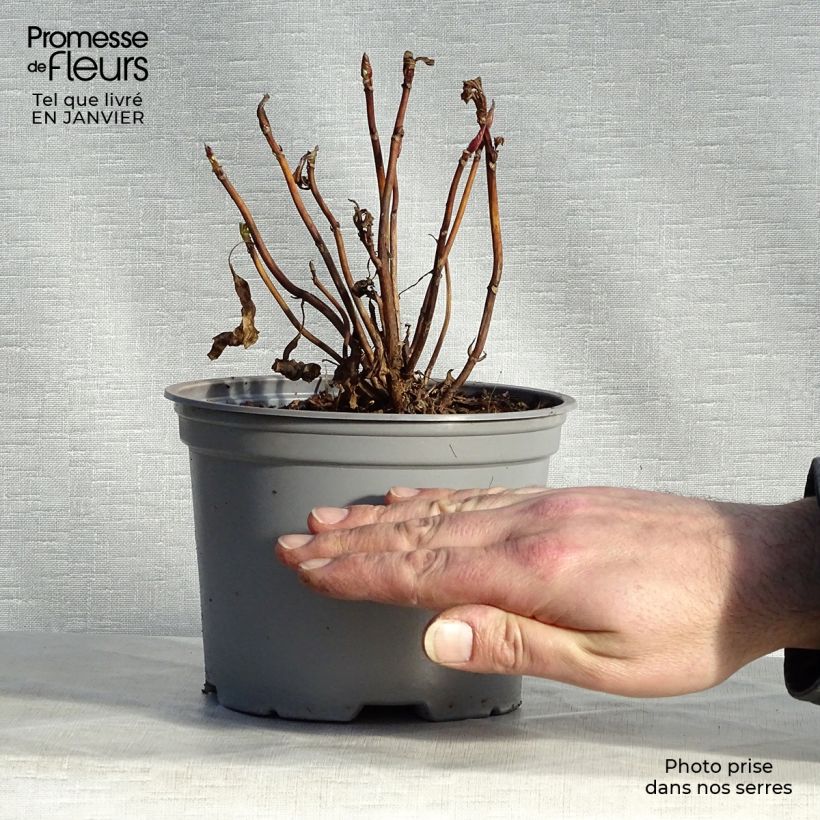 Amostra de Hortensia - Hydrangea macrophylla Blueberry Cheesecake Vaso de 2 L/3 L tal como entregue no inverno