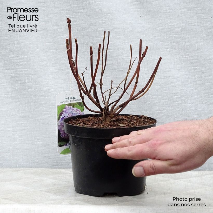Amostra de Hortensia - Hydrangea macrophylla Bouquet Rose Vaso de 2 L/3 L tal como entregue no inverno