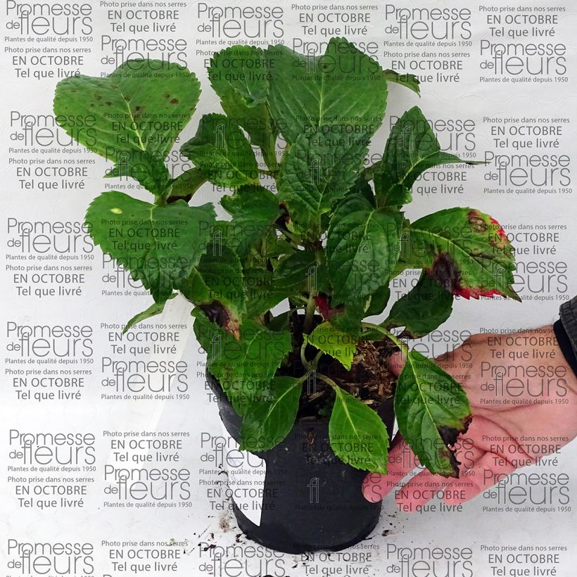 Exemplo de amostra de Hortensia - Hydrangea macrophylla Dolce Fragola Pot de 4L/5L tal como entregue