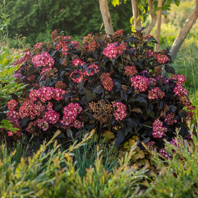 Hortênsia macrophylla Eclipse (Hábito)
