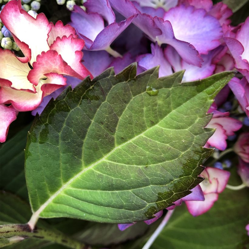 Hortênsia macrophylla French Cancan - Hydrangea macrophylla (Folhagem)