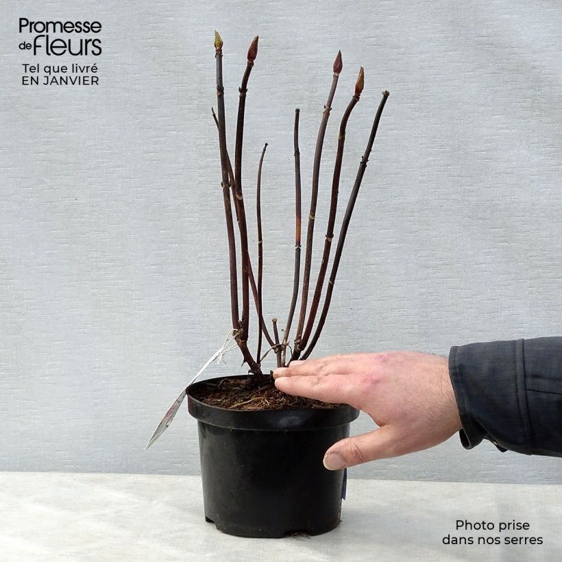 Amostra de Hortensia - Hydrangea macrophylla Hambourg Vaso de 2 L/3 L tal como entregue no inverno