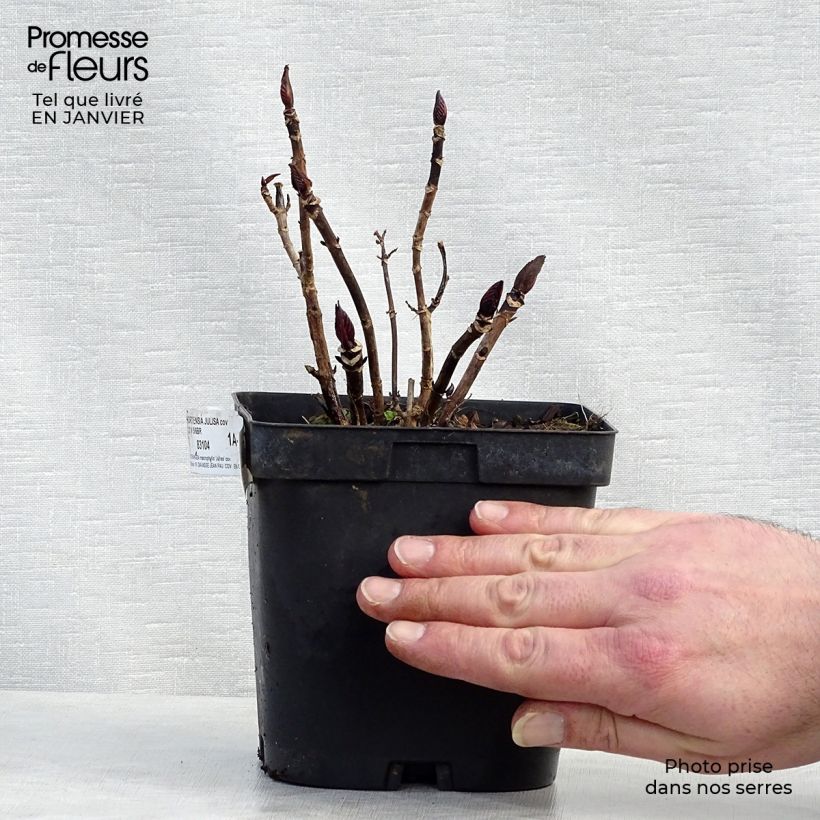 Amostra de Hortensia - Hydrangea macrophylla Julisa  Vaso de 1,5 L/2 L tal como entregue no inverno