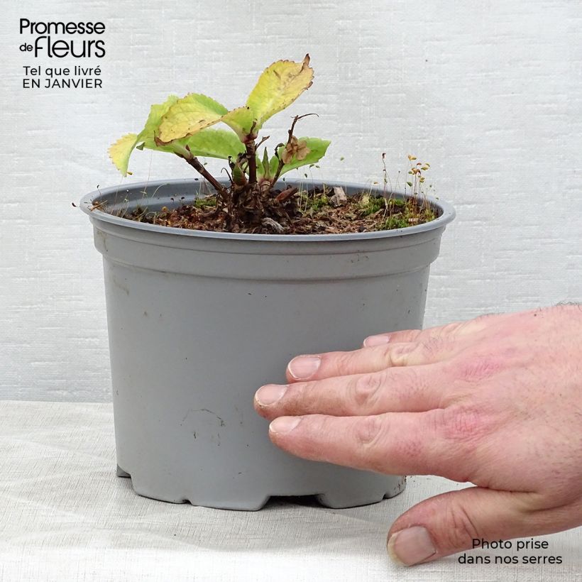 Amostra de Hortensia - Hydrangea macrophylla Koria Vaso de 2 L/3 L tal como entregue no inverno