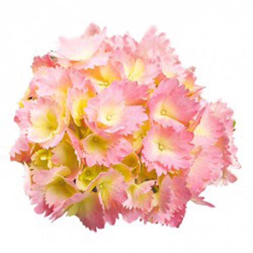 Hortênsia macrophylla Kumiko (Floração)